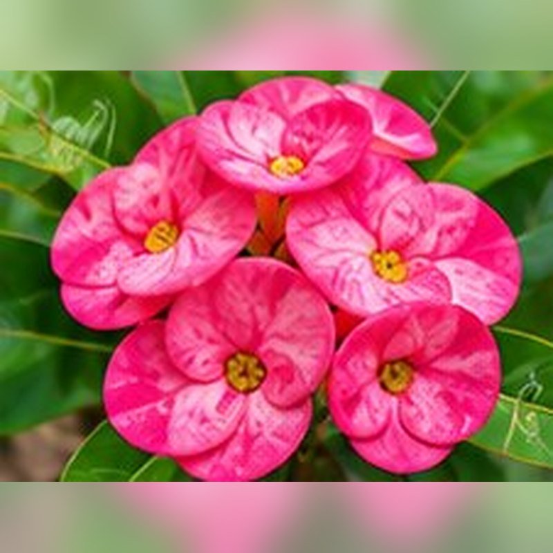 Crown of Thorns