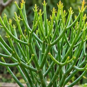 Pencil Cactus