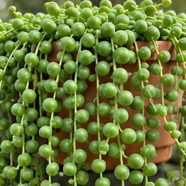 String of Pearls