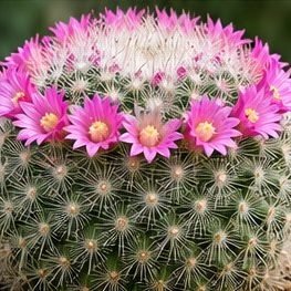 Mammillaria