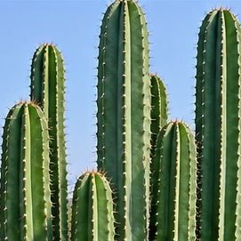 Column Cactus