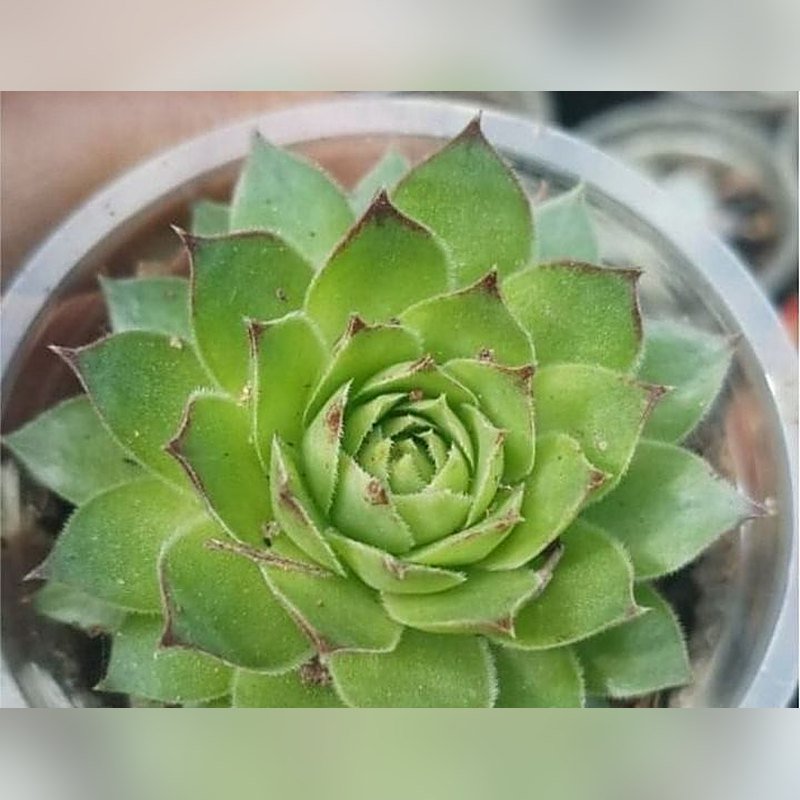 Kamal Cactus