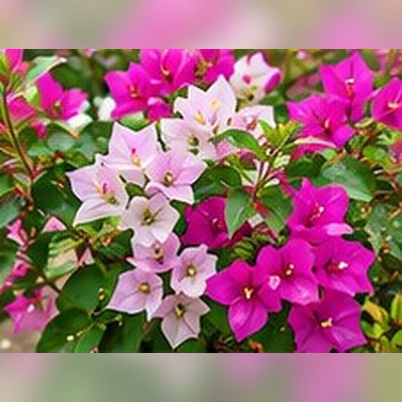 Bougainvillea (Magenta)