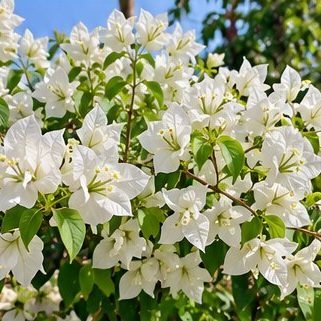Bougainvillea (White)