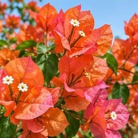 Bougainvillea (Orange)