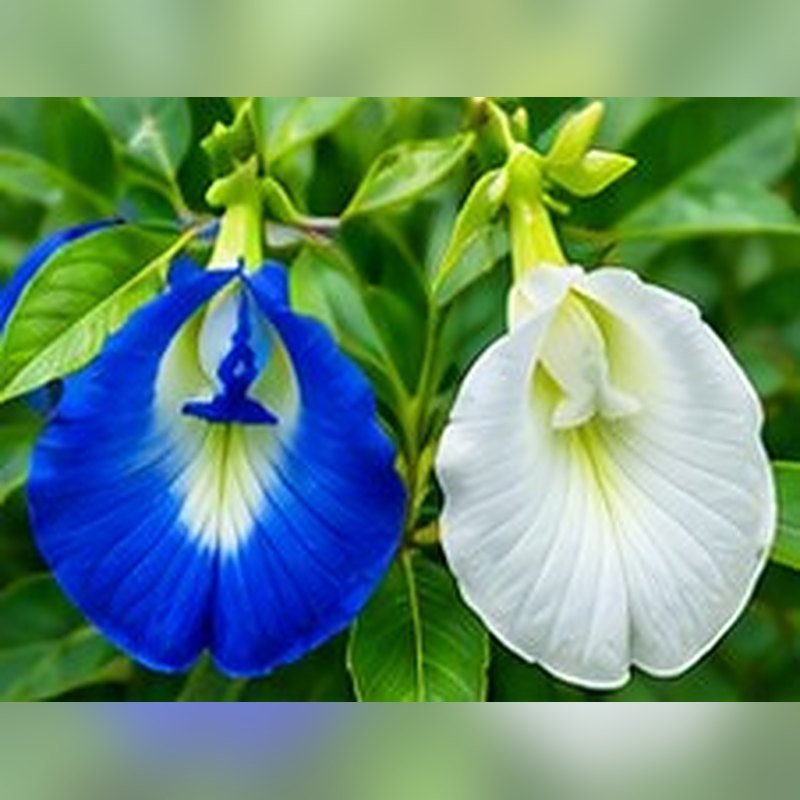 Aparajita (Blue Pea)