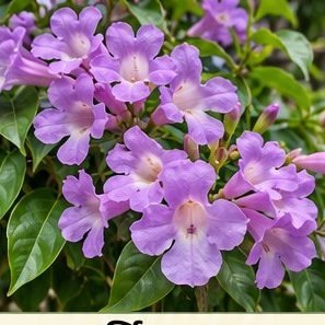 Garlic Vine
