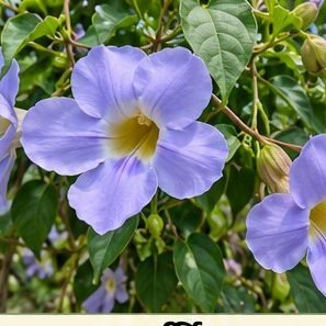 Thunbergia