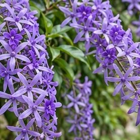 Petrea