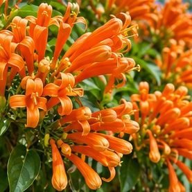 Flame Vine