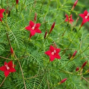 Kamlata (Cypress Vine)