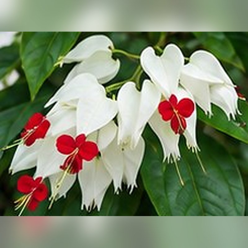 Bleeding Heart Vine