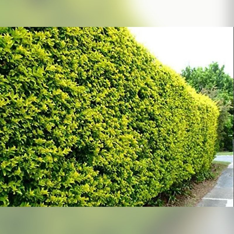 Golden Duranta