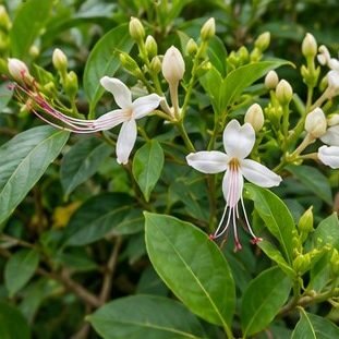 Lanka (Clerodendrum)