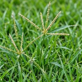 Doob Grass