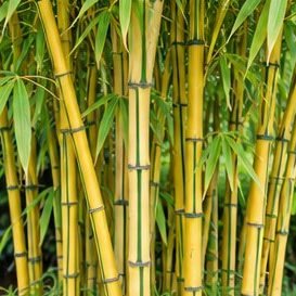 Golden Bamboo
