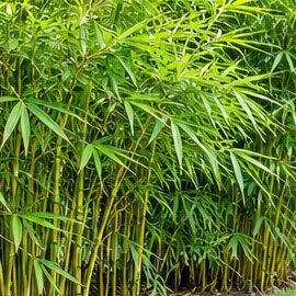 Hedge Bamboo