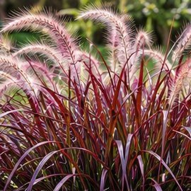 Fountain Grass (Red)
