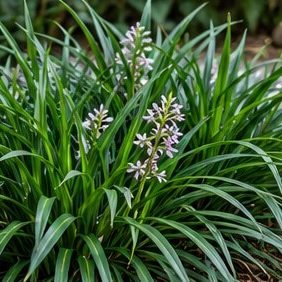 Mondo Grass