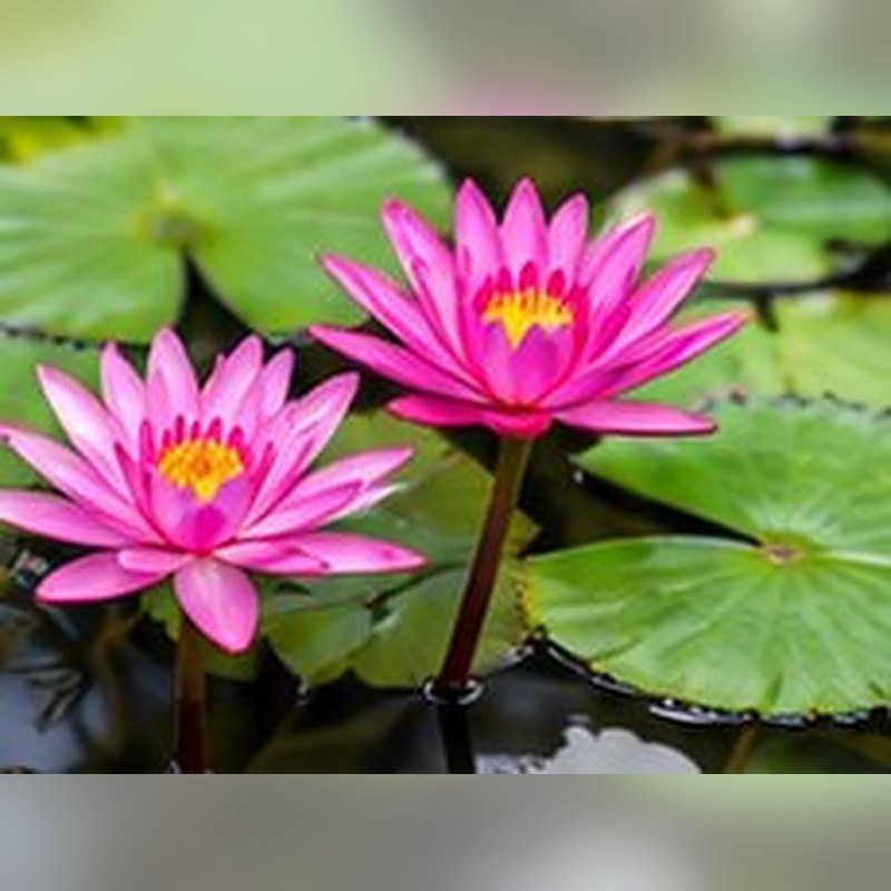 Kumudini (Water Lily)