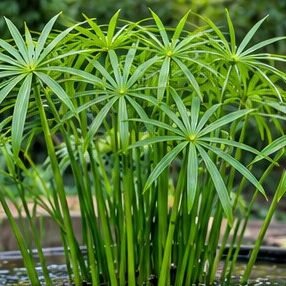 Umbrella Plant
