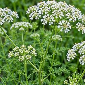 Ajwain (Carom)