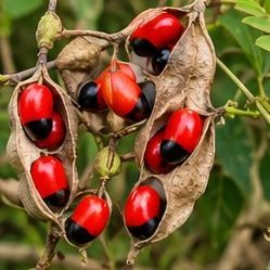 Gunja (Rosary Pea)