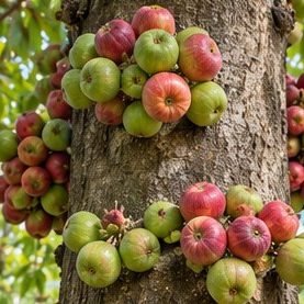 Gular (Cluster Fig)