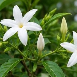 Chameli (Jati Jasmine)