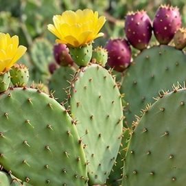 Nagphani (Prickly Pear)