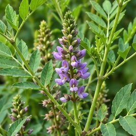 Mulethi (Liquorice)