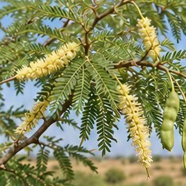 Shami (Khejri)