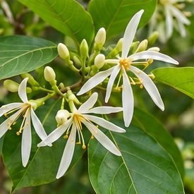 Ankol