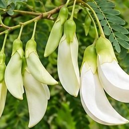 Agast (Hummingbird Tree)