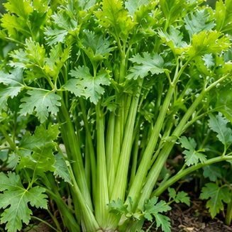 Ajmod (Celery)