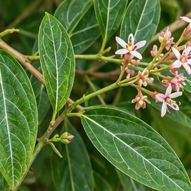 Anantmool (Indian Sarsaparilla)