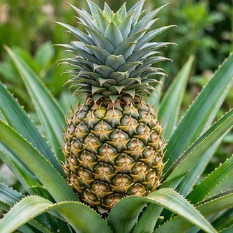 Pineapple
