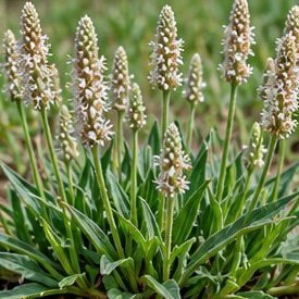Isabgol (Psyllium)