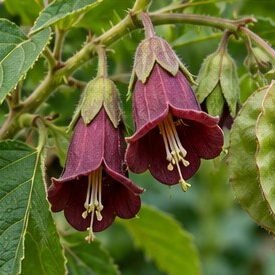 Ulatkambal (Devil's Cotton)