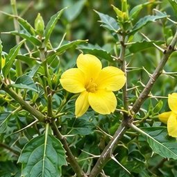 Katsaraiya (Porcupine Flower)