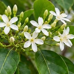 Kutaj (Indrajau)