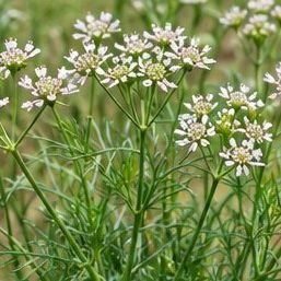 Jeera (Cumin)