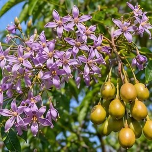 Bakayan (Persian Lilac)