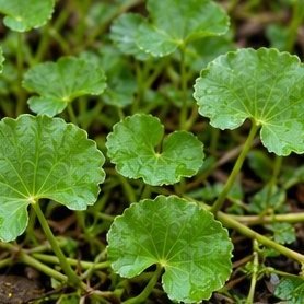 Mandukparni (Gotu Kola)