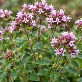 Marua (Marjoram)