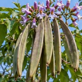 Shyonak (Sonapatha)