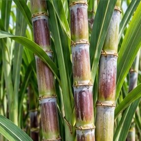 Sugarcane