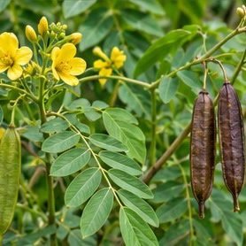 Kasamard (Coffee Senna)