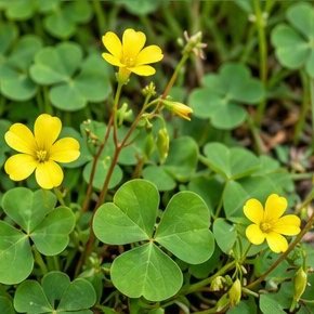 Changeri (Indian Sorrel)