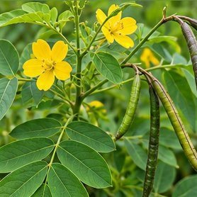 Pawad (Sickle Senna)